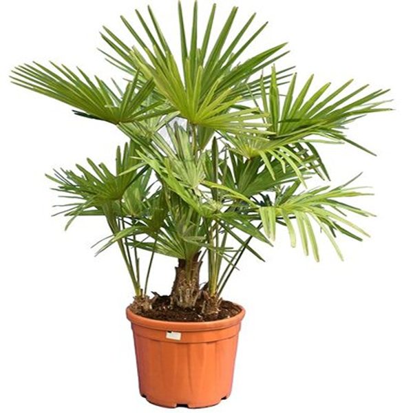 TRACHYCARPUS FORTUNEI WAGNERIANUS