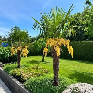 TRACHYCARPUS FORTUNEI WAGNERIANUS