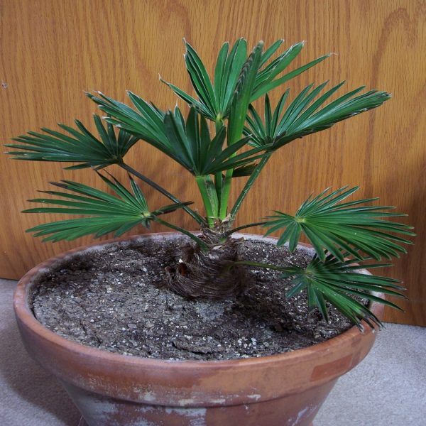 TRACHYCARPUS FORTUNEI WAGNERIANUS - Image 3