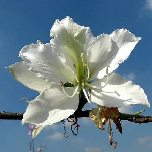 BAUHINIA ALBA