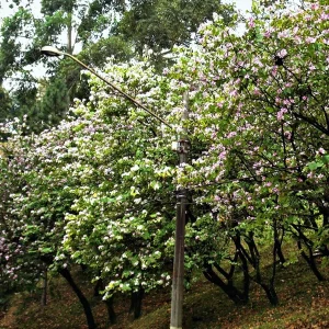 BAUHINIA ALBA