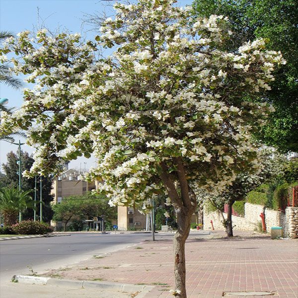 BAUHINIA ALBA - Image 3