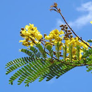 PELTOPHORUM FERRUGINEUM