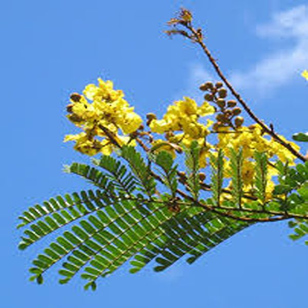 PELTOPHORUM FERRUGINEUM