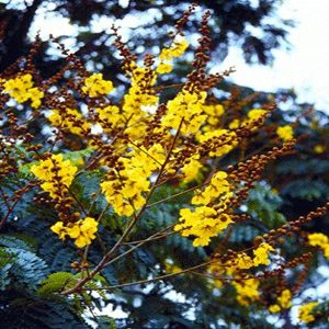 PELTOPHORUM FERRUGINEUM