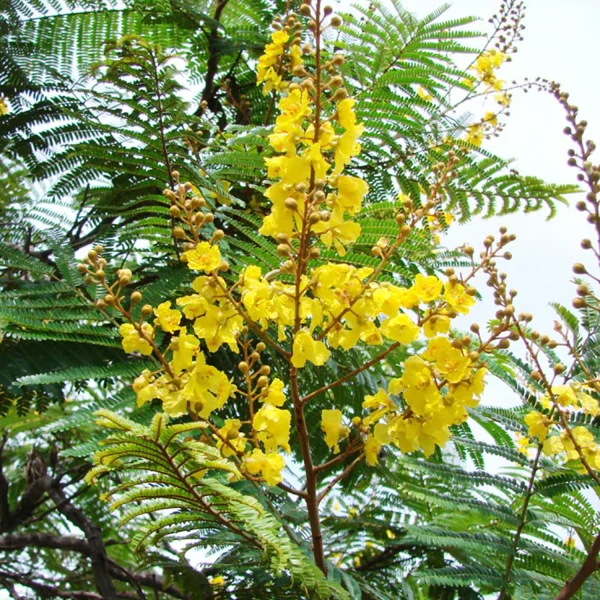 PELTOPHORUM FERRUGINEUM - Image 3