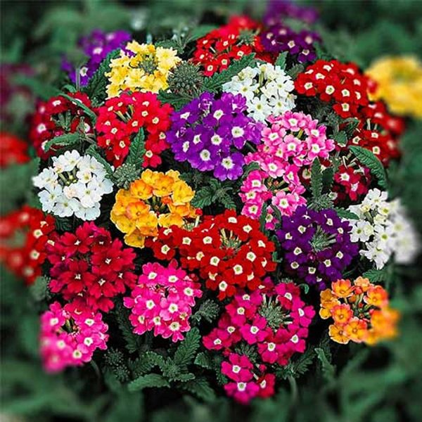 VERBENA SPP. - Image 3