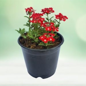 VERBENA