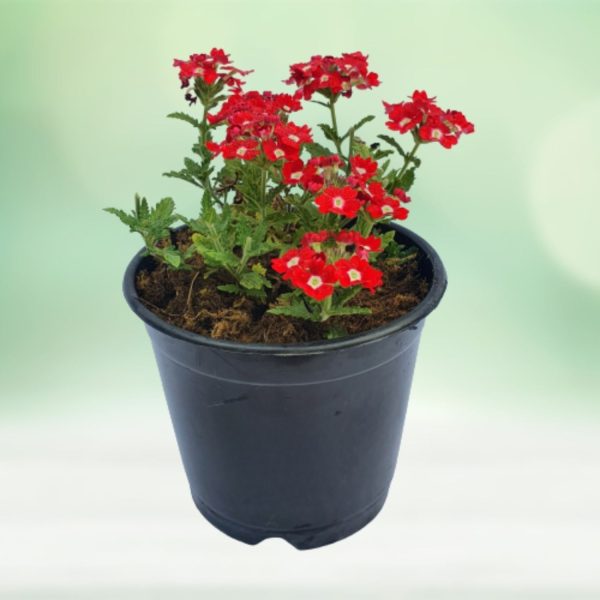 VERBENA SPP.