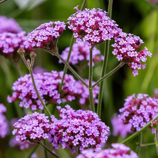 VERBENA SPP. - Image 4