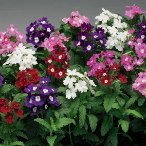 VERBENA