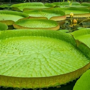 VICTORIA AMAZONICA
