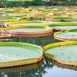 VICTORIA AMAZONICA