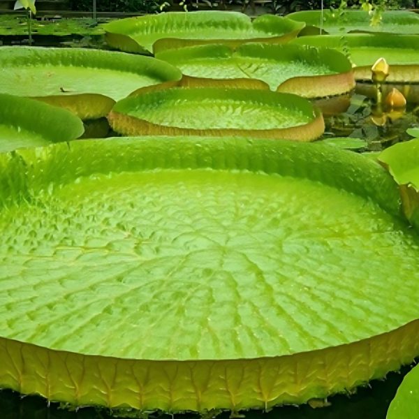 VICTORIA AMAZONICA - Image 3