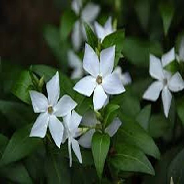 VINCA ALBA - Image 3