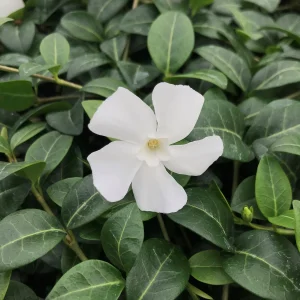 VINCA ALBA