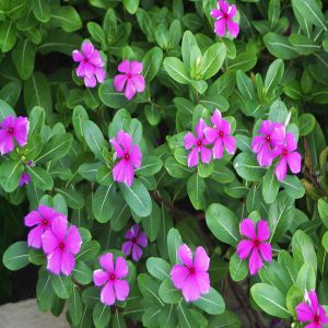 VINCA ROSEA