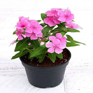 VINCA ROSEA