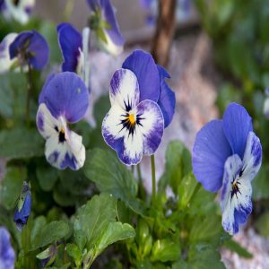 VIOLA