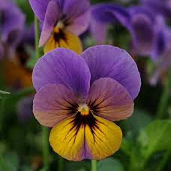 VIOLA SPP. - Image 4