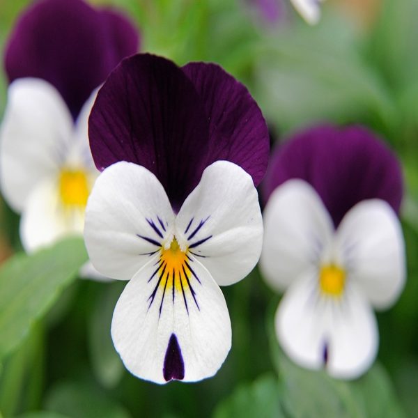 VIOLA SPP. - Image 3