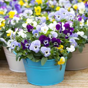 VIOLA