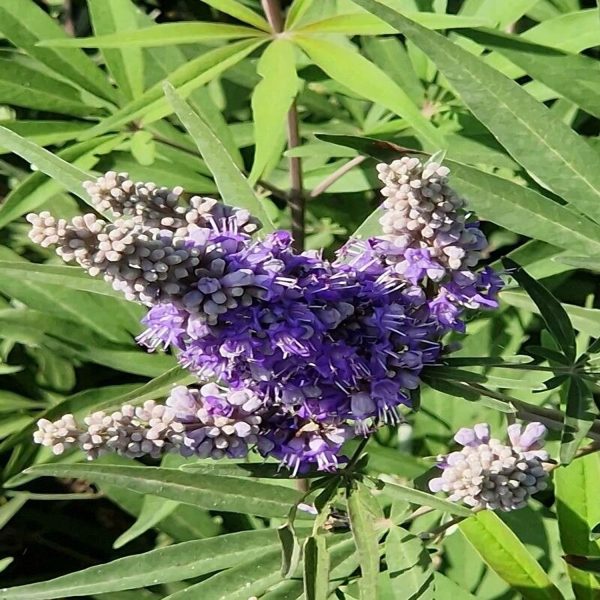 VITEX AGNUS-CASTUS - Image 5