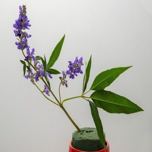 VITEX AGNUS-CASTUS