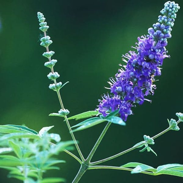 VITEX AGNUS-CASTUS - Image 3