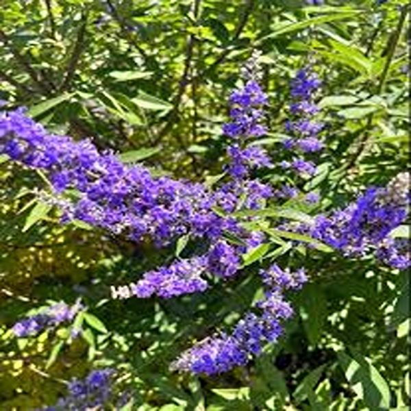VITEX AGNUS-CASTUS - Image 4