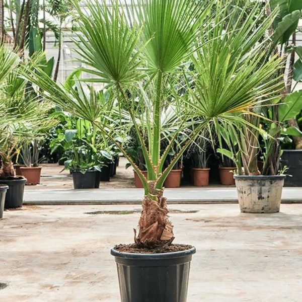 WASHINGTONIA FILIFERA - Image 4