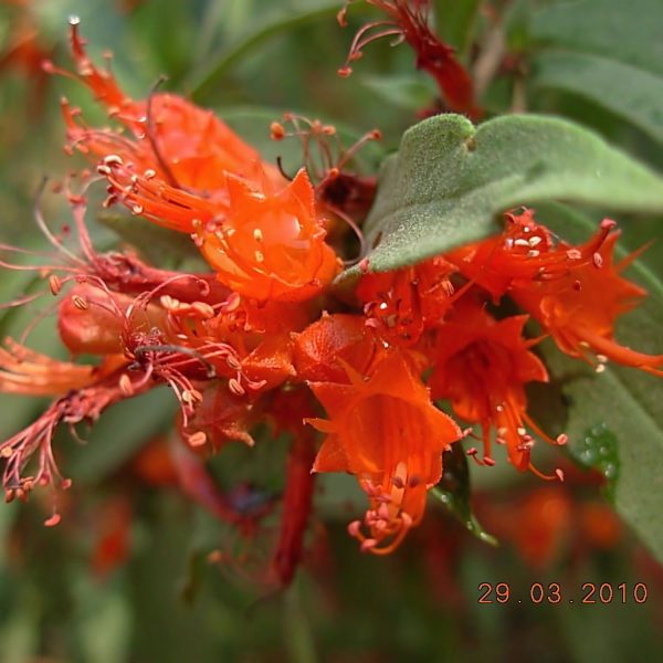 WOODFORDIA FLORIBUNDA - Image 3
