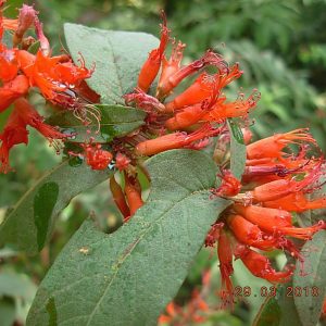 WOODFORDIA FLORIBUNDA