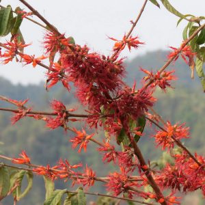 WOODFORDIA FLORIBUNDA