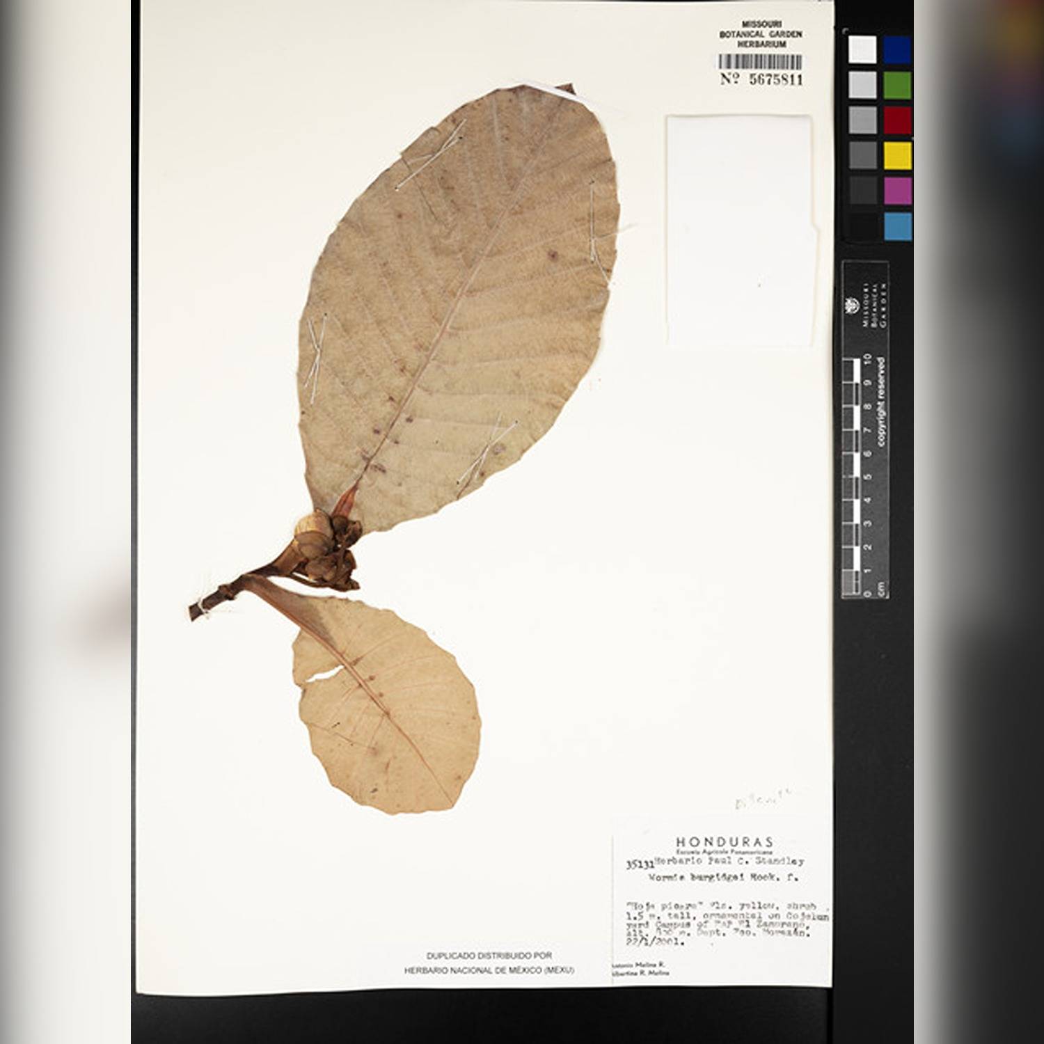 WORMIA BURBIDGII - Image 6