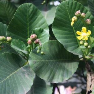 WORMIA BURBIDGII