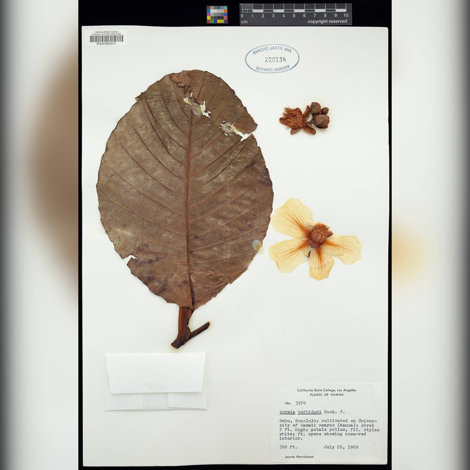 WORMIA BURBIDGII - Image 7