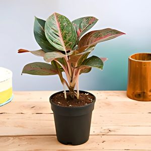 WORMIA BURBIDGII