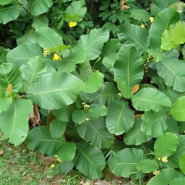 WORMIA BURBIDGII - Image 3