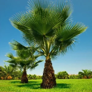 WASHINGTONIA FILIFERA