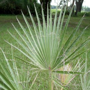 WASHINGTONIA FILIFERA