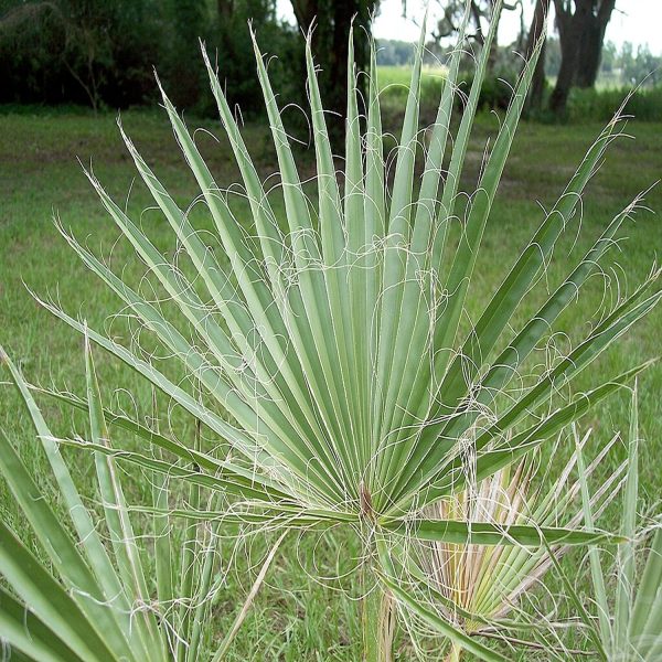 PHP-WASHINGTONIA FILIFERA - Image 2