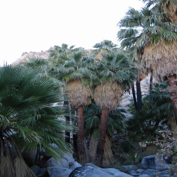 PHP-WASHINGTONIA FILIFERA - Image 3
