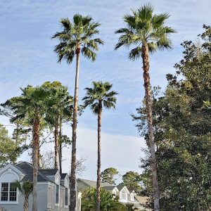 WASHINGTONIA ROBUSTA