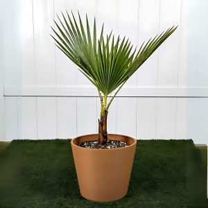 WASHINGTONIA ROBUSTA