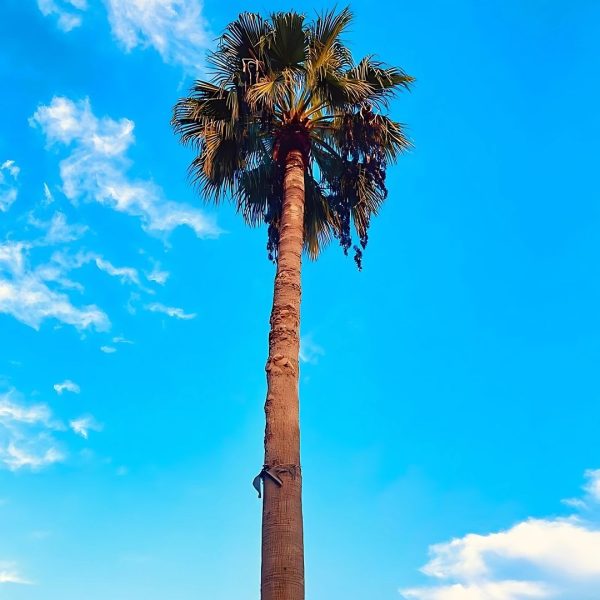 PHP-WASHINGTONIA ROBUSTA - Image 3