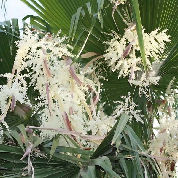 PHP-WASHINGTONIA ROBUSTA - Image 4