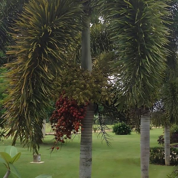WODYETIA BIFURCATA - Image 3