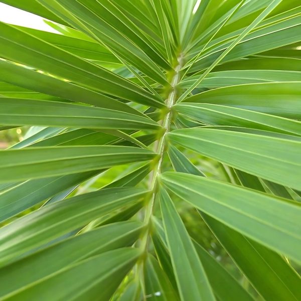 WODYETIA BIFURCATA - Image 5