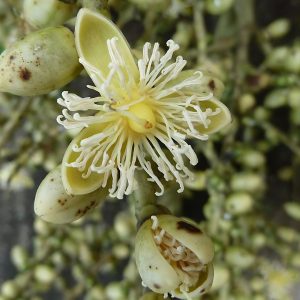 WODYETIA BIFURCATA